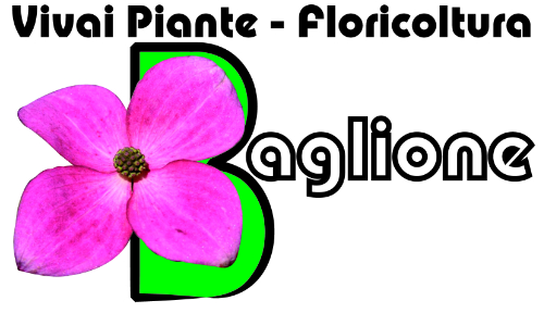 BAGLIONE DAVIDE E DILETTA S.S.A.